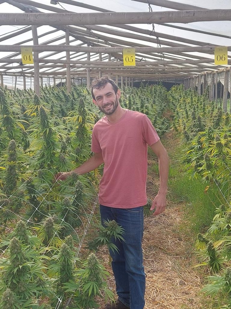 Laudos agronômicos | Consultoria | Cursos | Elaboração de projetos | Habeas Corpus | Cannabis Medicinal e Industrial