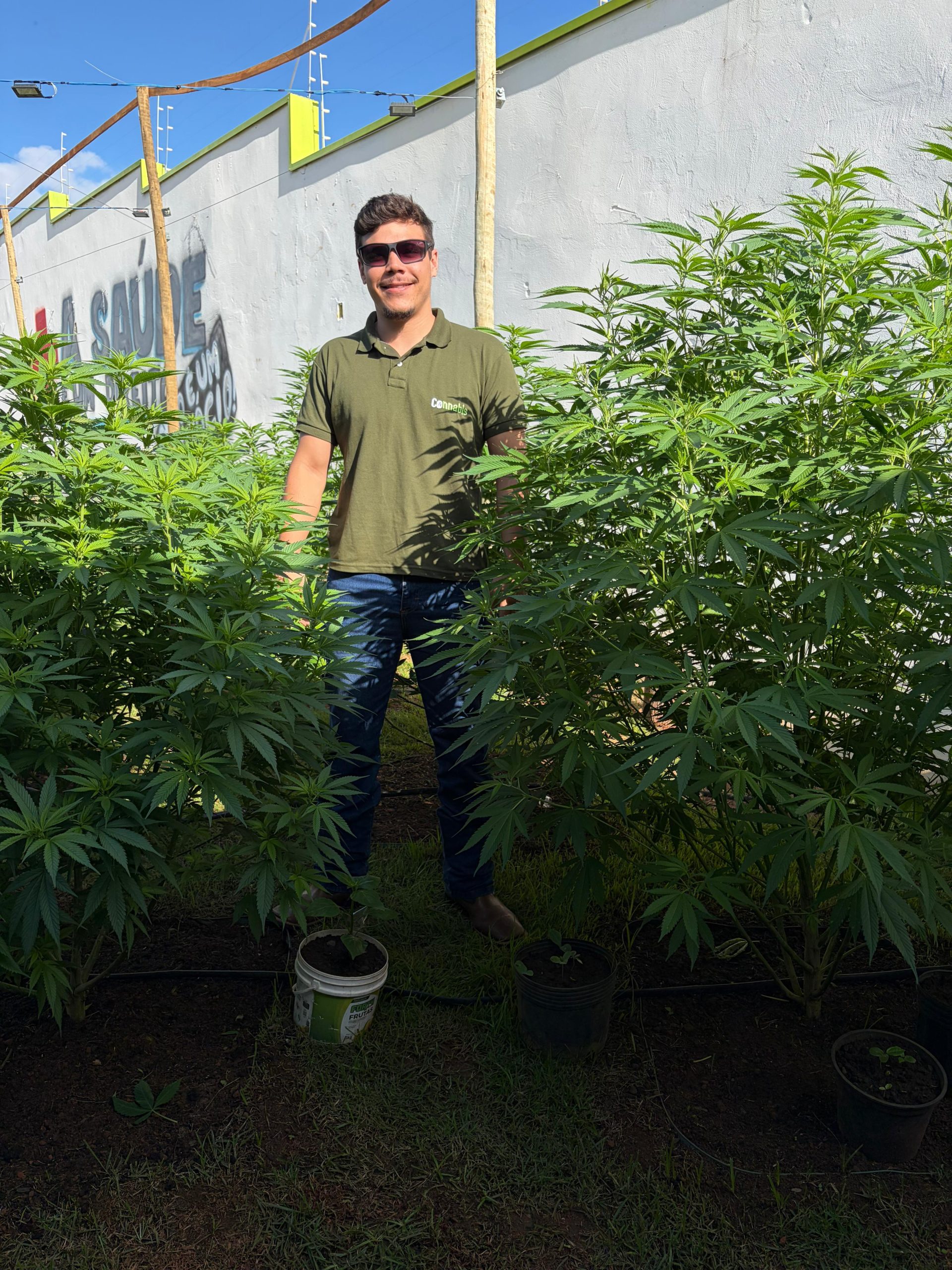 Laudos agronômicos | Consultoria | Cursos | Elaboração de projetos | Habeas Corpus | Cannabis Medicinal e Industrial