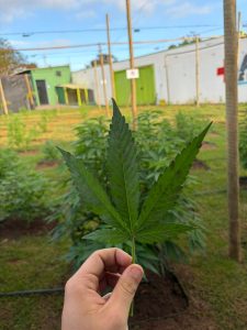 Laudos agronômicos | Consultoria | Cursos | Elaboração de projetos | Habeas Corpus | Cannabis Medicinal e Industrial