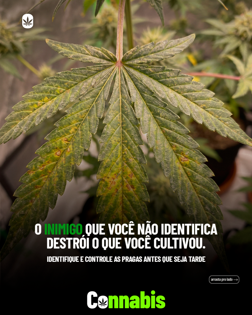 Laudos agronômicos | Consultoria | Cursos | Elaboração de projetos | Habeas Corpus | Cannabis Medicinal e Industrial
