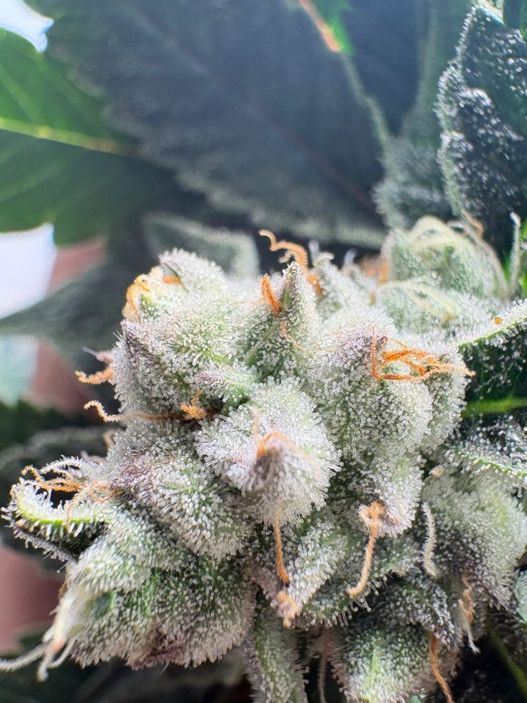 Laudos agronômicos | Consultoria | Cursos | Elaboração de projetos | Habeas Corpus | Cannabis Medicinal e Industrial