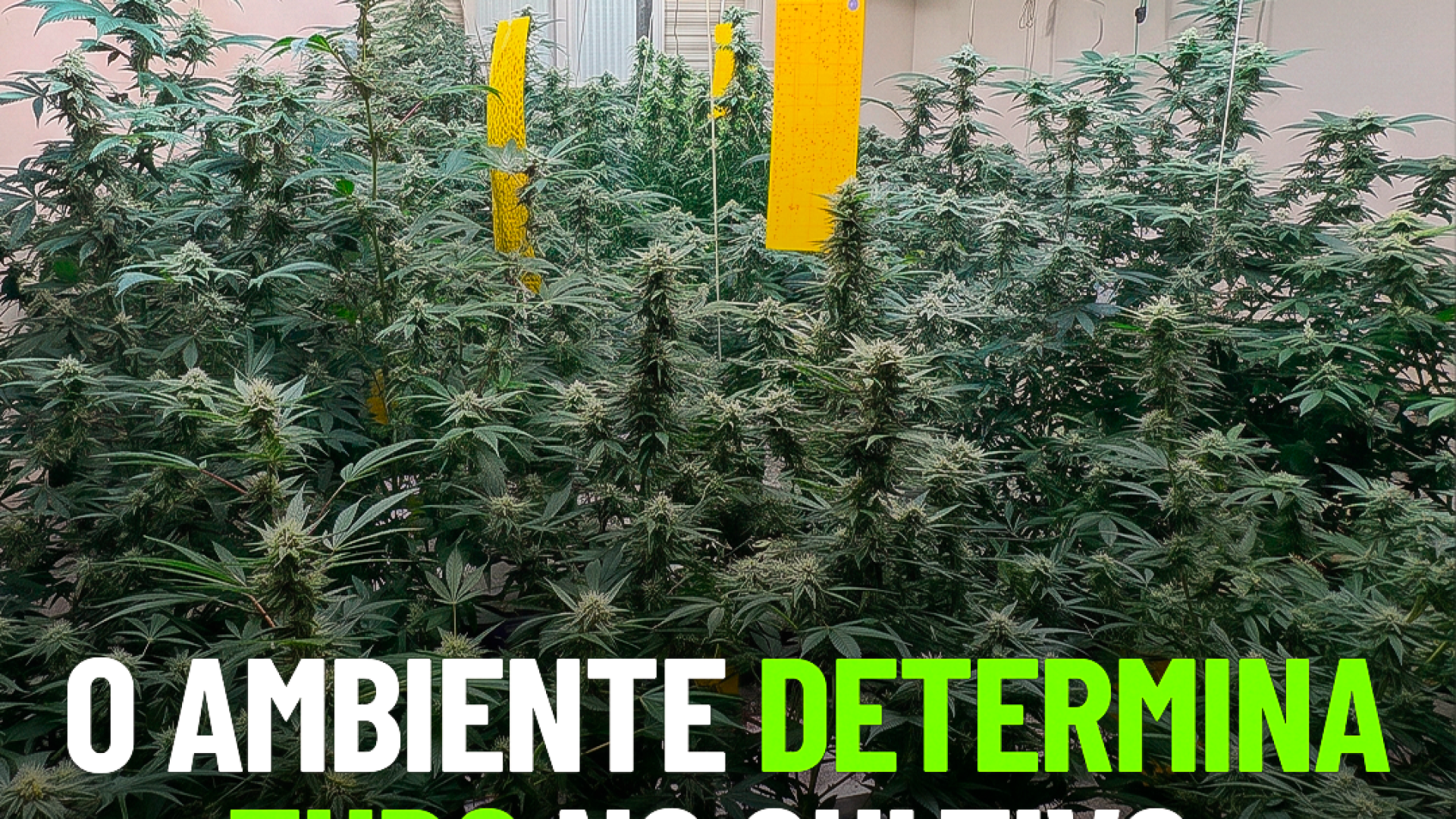 Laudos agronômicos | Consultoria | Cursos | Elaboração de projetos | Habeas Corpus | Cannabis Medicinal e Industrial