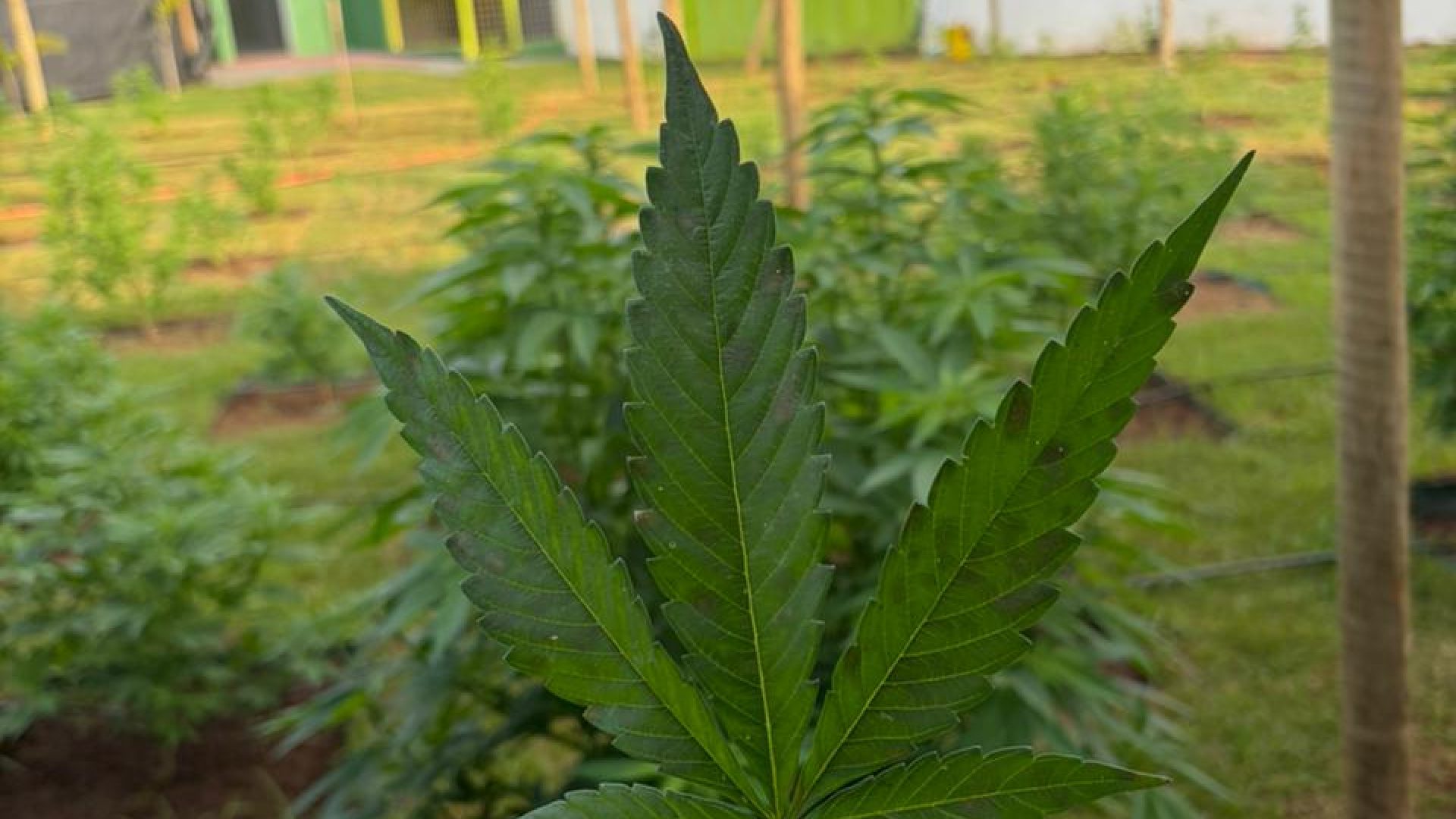 Laudos agronômicos | Consultoria | Cursos | Elaboração de projetos | Habeas Corpus | Cannabis Medicinal e Industrial