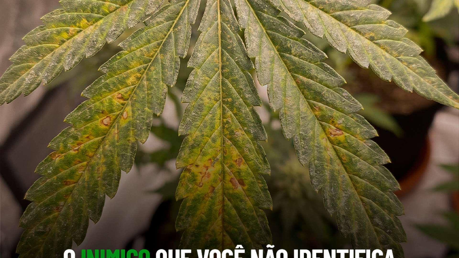Laudos agronômicos | Consultoria | Cursos | Elaboração de projetos | Habeas Corpus | Cannabis Medicinal e Industrial