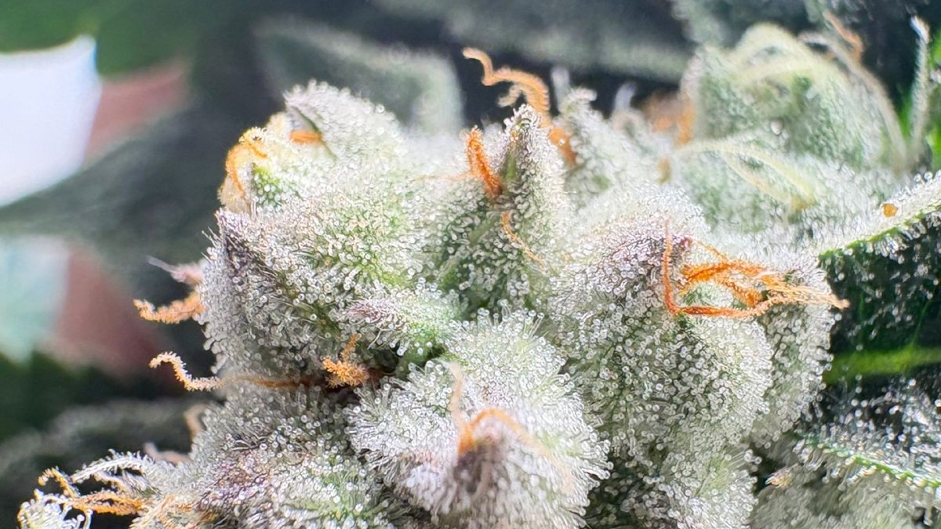 Laudos agronômicos | Consultoria | Cursos | Elaboração de projetos | Habeas Corpus | Cannabis Medicinal e Industrial